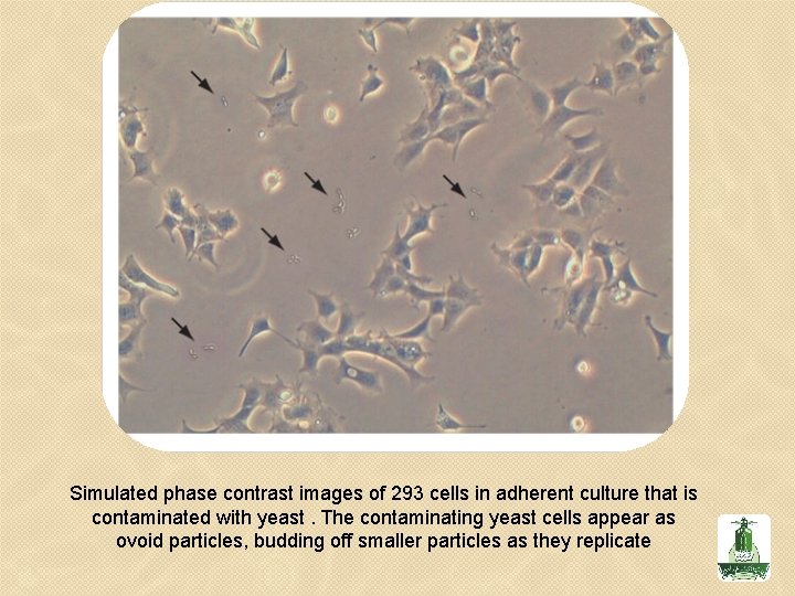 Simulated phase contrast images of 293 cells in adherent culture that is contaminated with