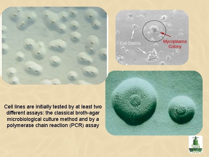 Cell lines are initially tested by at least two different assays: the classical broth-agar