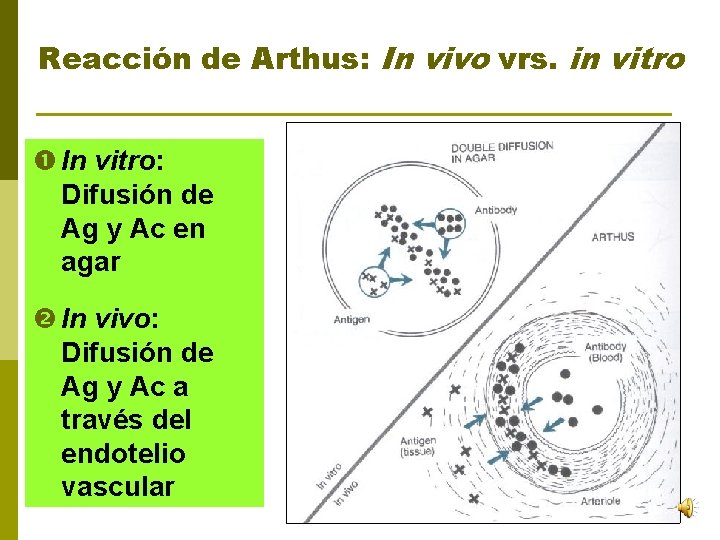 Reacción de Arthus: In vivo vrs. in vitro In vitro: Difusión de Ag y