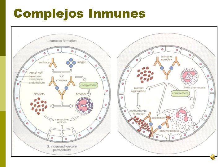 Complejos Inmunes 