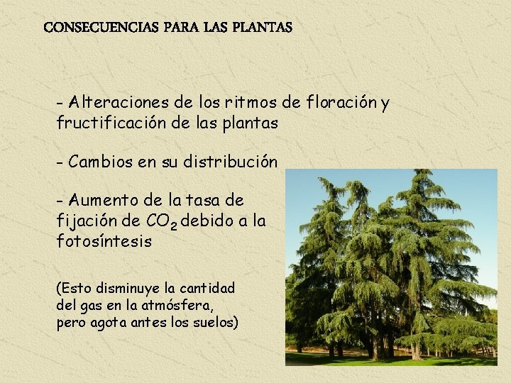 CONSECUENCIAS PARA LAS PLANTAS - Alteraciones de los ritmos de floración y fructificación de