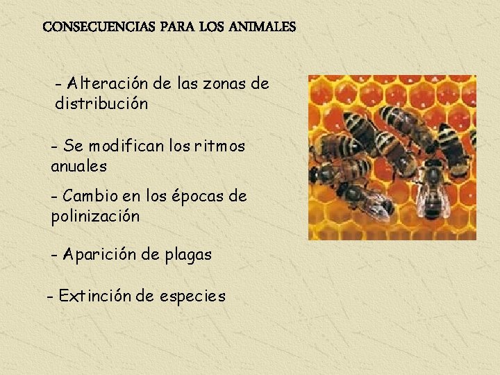 CONSECUENCIAS PARA LOS ANIMALES - Alteración de las zonas de distribución - Se modifican