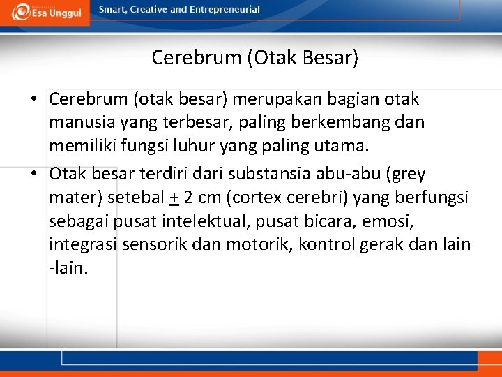 Cerebrum (Otak Besar) • Cerebrum (otak besar) merupakan bagian otak manusia yang terbesar, paling