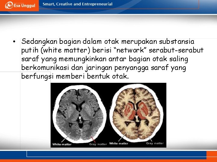  • Sedangkan bagian dalam otak merupakan substansia putih (white matter) berisi “network” serabut-serabut