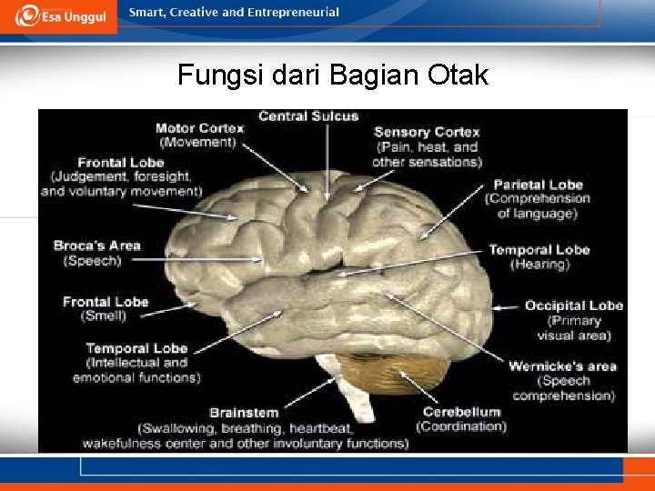 Fungsi dari Bagian Otak 