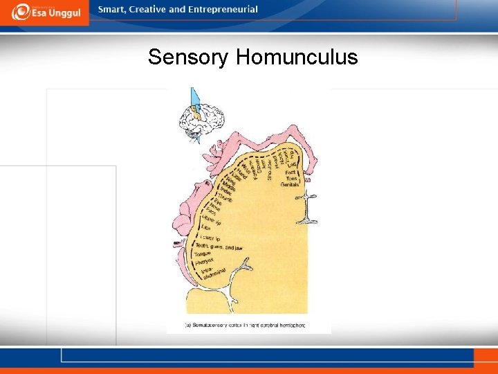 Sensory Homunculus 