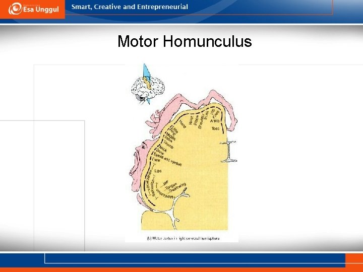 Motor Homunculus 
