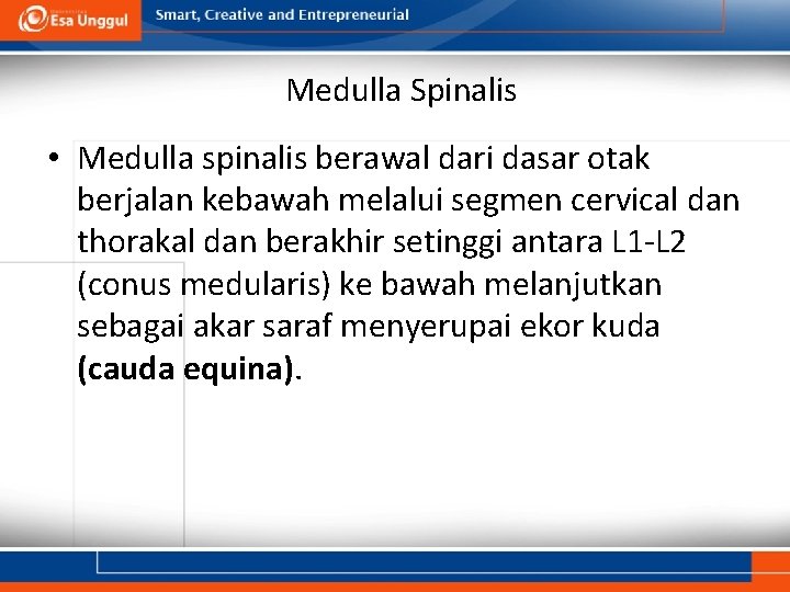 Medulla Spinalis • Medulla spinalis berawal dari dasar otak berjalan kebawah melalui segmen cervical
