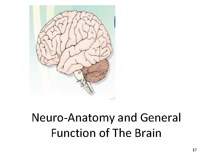 Neuro-Anatomy and General Function of The Brain 17 