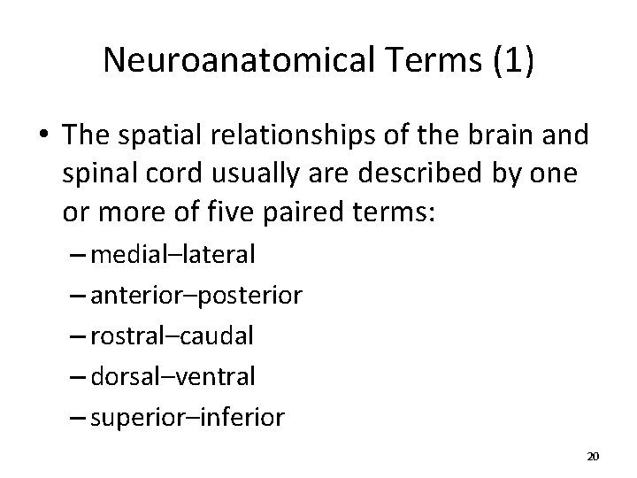 Neuroanatomical Terms (1) • The spatial relationships of the brain and spinal cord usually