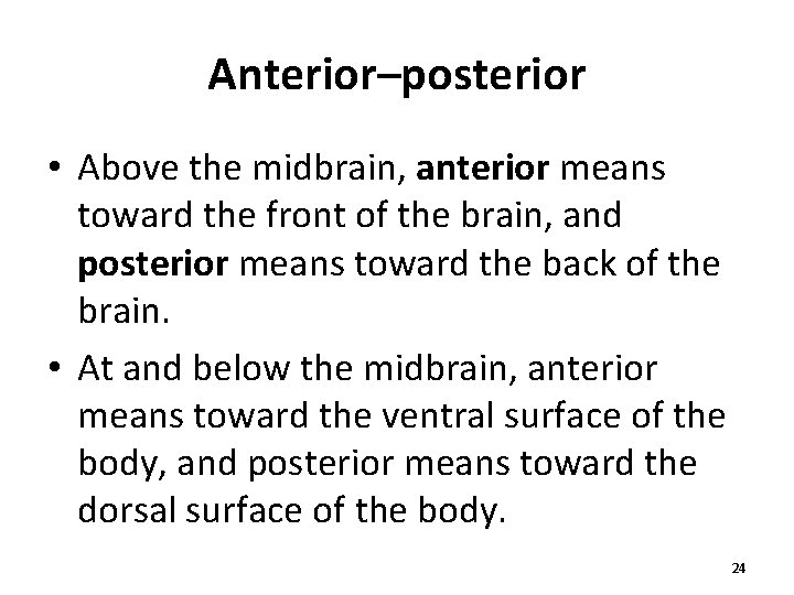 Anterior–posterior • Above the midbrain, anterior means toward the front of the brain, and