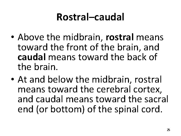 Rostral–caudal • Above the midbrain, rostral means toward the front of the brain, and