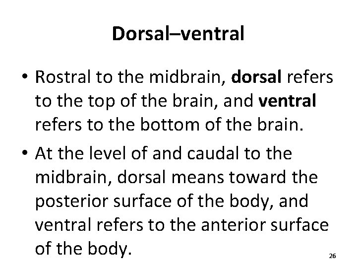 Dorsal–ventral • Rostral to the midbrain, dorsal refers to the top of the brain,