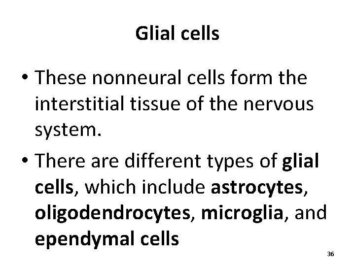 Glial cells • These nonneural cells form the interstitial tissue of the nervous system.