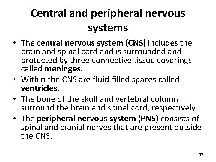 Central and peripheral nervous systems • The central nervous system (CNS) includes the brain