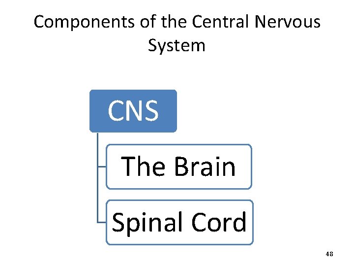 Components of the Central Nervous System CNS The Brain Spinal Cord 48 