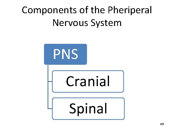 Components of the Pheriperal Nervous System PNS Cranial Spinal 49 