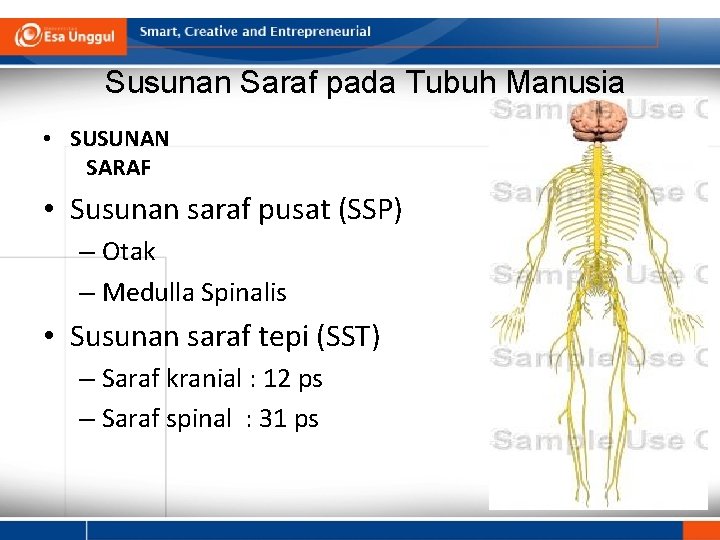 Susunan Saraf pada Tubuh Manusia • SUSUNAN SARAF • Susunan saraf pusat (SSP) –