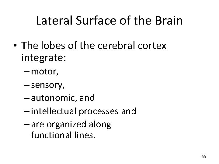 Lateral Surface of the Brain • The lobes of the cerebral cortex integrate: –