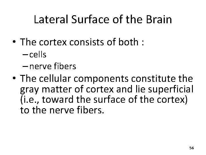 Lateral Surface of the Brain • The cortex consists of both : – cells