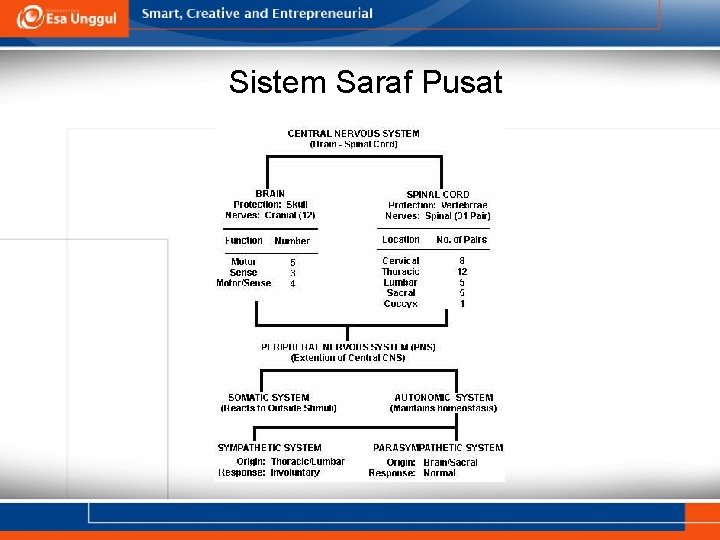 Sistem Saraf Pusat 