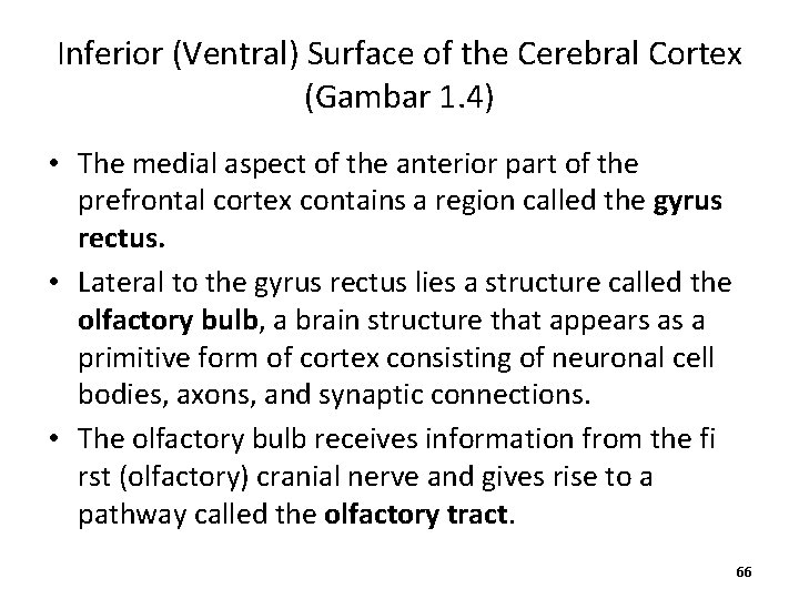 Inferior (Ventral) Surface of the Cerebral Cortex (Gambar 1. 4) • The medial aspect