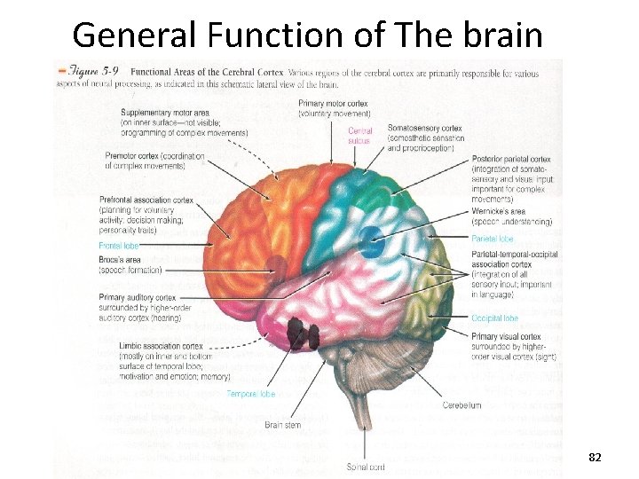 General Function of The brain 82 