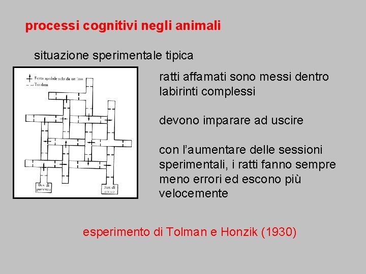 processi cognitivi negli animali situazione sperimentale tipica ratti affamati sono messi dentro labirinti complessi