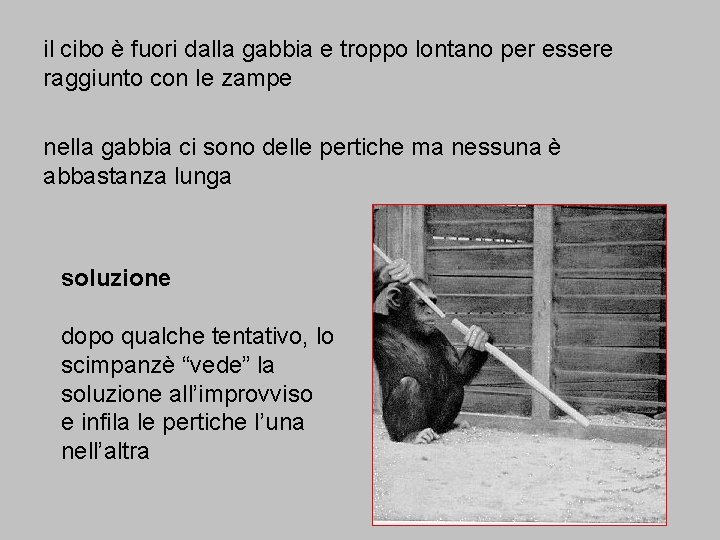 il cibo è fuori dalla gabbia e troppo lontano per essere raggiunto con le