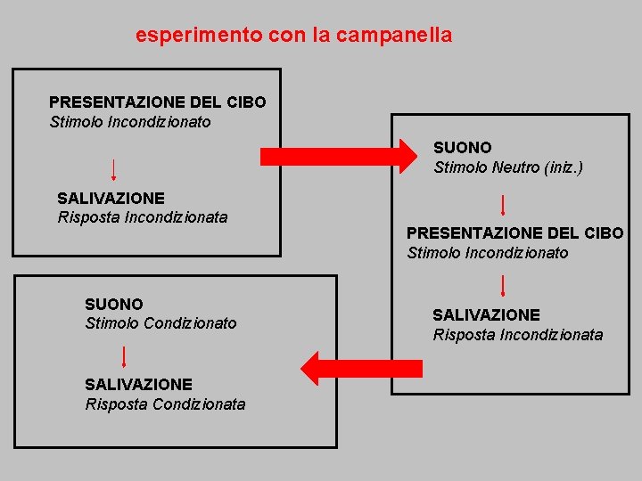 esperimento con la campanella PRESENTAZIONE DEL CIBO Stimolo Incondizionato SUONO Stimolo Neutro (iniz. )