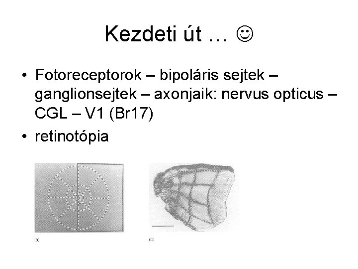 Kezdeti út … • Fotoreceptorok – bipoláris sejtek – ganglionsejtek – axonjaik: nervus opticus
