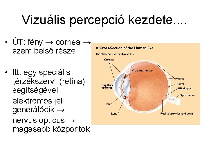 Vizuális percepció kezdete. . • ÚT: fény → cornea → szem belső része •