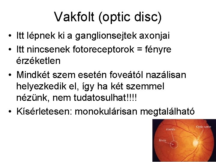 Vakfolt (optic disc) • Itt lépnek ki a ganglionsejtek axonjai • Itt nincsenek fotoreceptorok