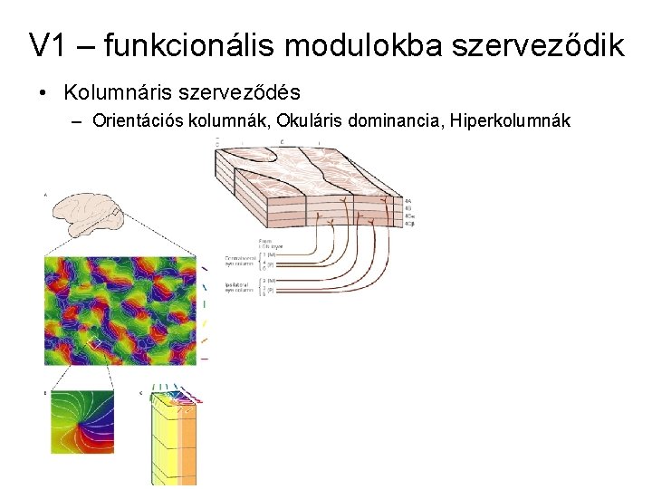 V 1 – funkcionális modulokba szerveződik • Kolumnáris szerveződés – Orientációs kolumnák, Okuláris dominancia,