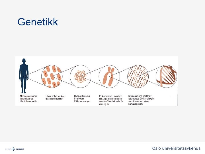 Genetikk Genetikk