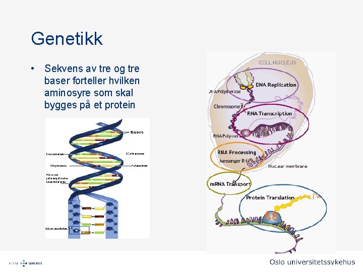 Genetikk • Sekvens av tre og tre baser forteller hvilken aminosyre som skal bygges Genetikk • Sekvens av tre og tre baser forteller hvilken aminosyre som skal bygges