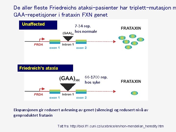 De aller fleste Friedreichs ataksi-pasienter har triplett-mutasjon m GAA-repetisjoner i frataxin FXN genet Unaffected De aller fleste Friedreichs ataksi-pasienter har triplett-mutasjon m GAA-repetisjoner i frataxin FXN genet Unaffected