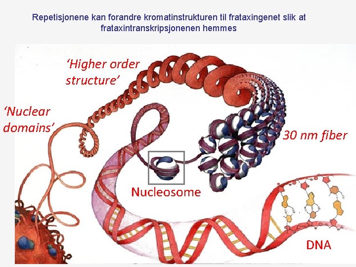 Repetisjonene kan forandre kromatinstrukturen til frataxingenet slik at frataxintranskripsjonenen hemmes Chromatin organization is modular Repetisjonene kan forandre kromatinstrukturen til frataxingenet slik at frataxintranskripsjonenen hemmes Chromatin organization is modular