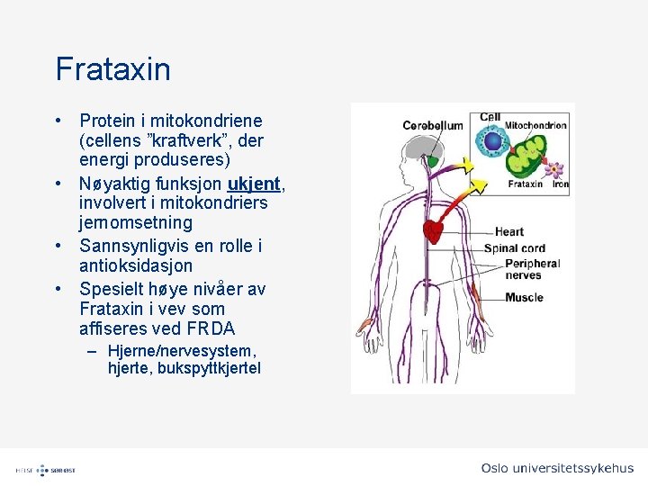 Frataxin • Protein i mitokondriene (cellens ”kraftverk”, der energi produseres) • Nøyaktig funksjon ukjent, Frataxin • Protein i mitokondriene (cellens ”kraftverk”, der energi produseres) • Nøyaktig funksjon ukjent,