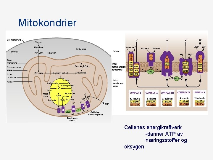 Mitokondrier Cellenes energikraftverk -danner ATP av næringsstoffer og oksygen Mitokondrier Cellenes energikraftverk -danner ATP av næringsstoffer og oksygen