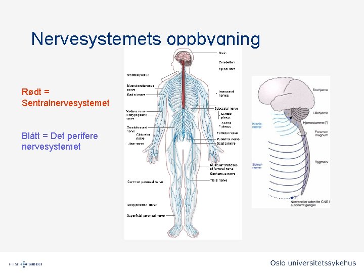 Nervesystemets oppbygning Rødt = Sentralnervesystemet Blått = Det perifere nervesystemet Nervesystemets oppbygning Rødt = Sentralnervesystemet Blått = Det perifere nervesystemet