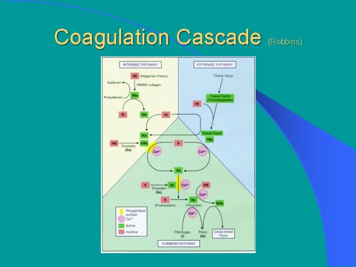 Coagulation Cascade (Robbins) 