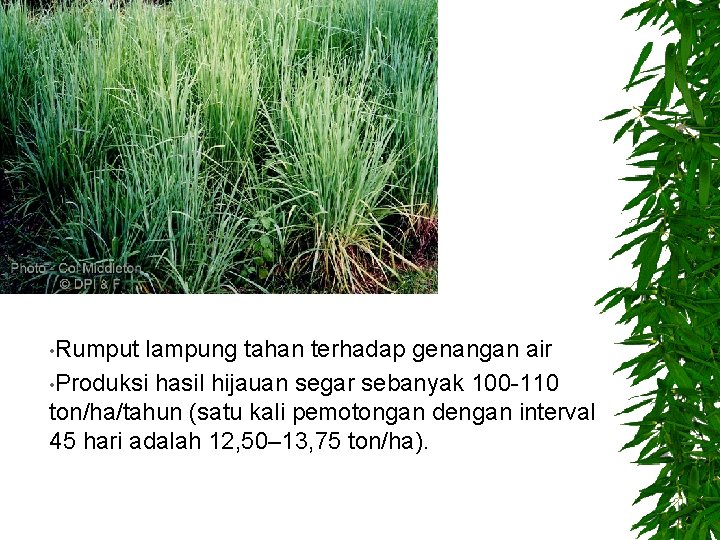  • Rumput lampung tahan terhadap genangan air • Produksi hasil hijauan segar sebanyak