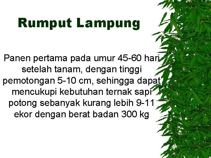 Rumput Lampung Panen pertama pada umur 45 -60 hari setelah tanam, dengan tinggi pemotongan