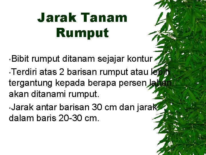 Jarak Tanam Rumput • Bibit rumput ditanam sejajar kontur • Terdiri atas 2 barisan