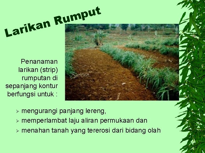 R n rika La t u p um Penanaman larikan (strip) rumputan di sepanjang