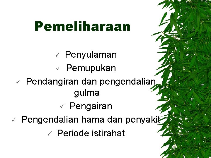 Pemeliharaan Penyulaman ü Pemupukan ü Pendangiran dan pengendalian gulma ü Pengairan ü Pengendalian hama