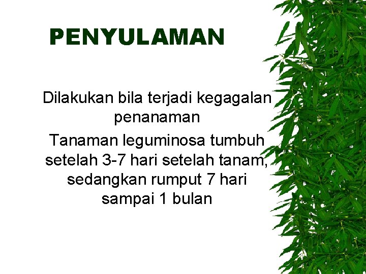 PENYULAMAN Dilakukan bila terjadi kegagalan penanaman Tanaman leguminosa tumbuh setelah 3 -7 hari setelah