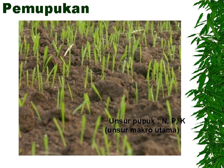 Pemupukan Unsur pupuk : N, P, K (unsur makro utama) 