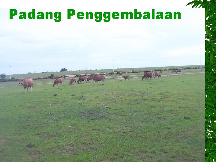 Padang Penggembalaan 